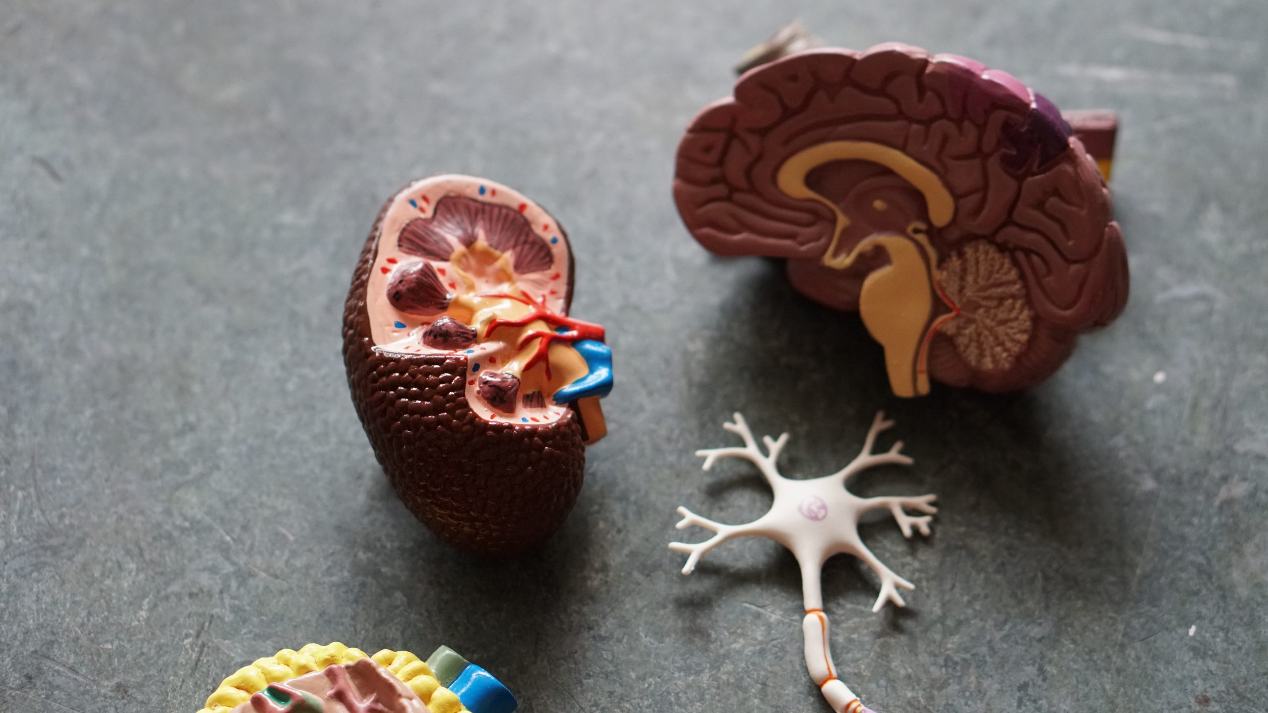 The Silent Threat: Understanding How Proteinuria Causes Progressive Renal Damage