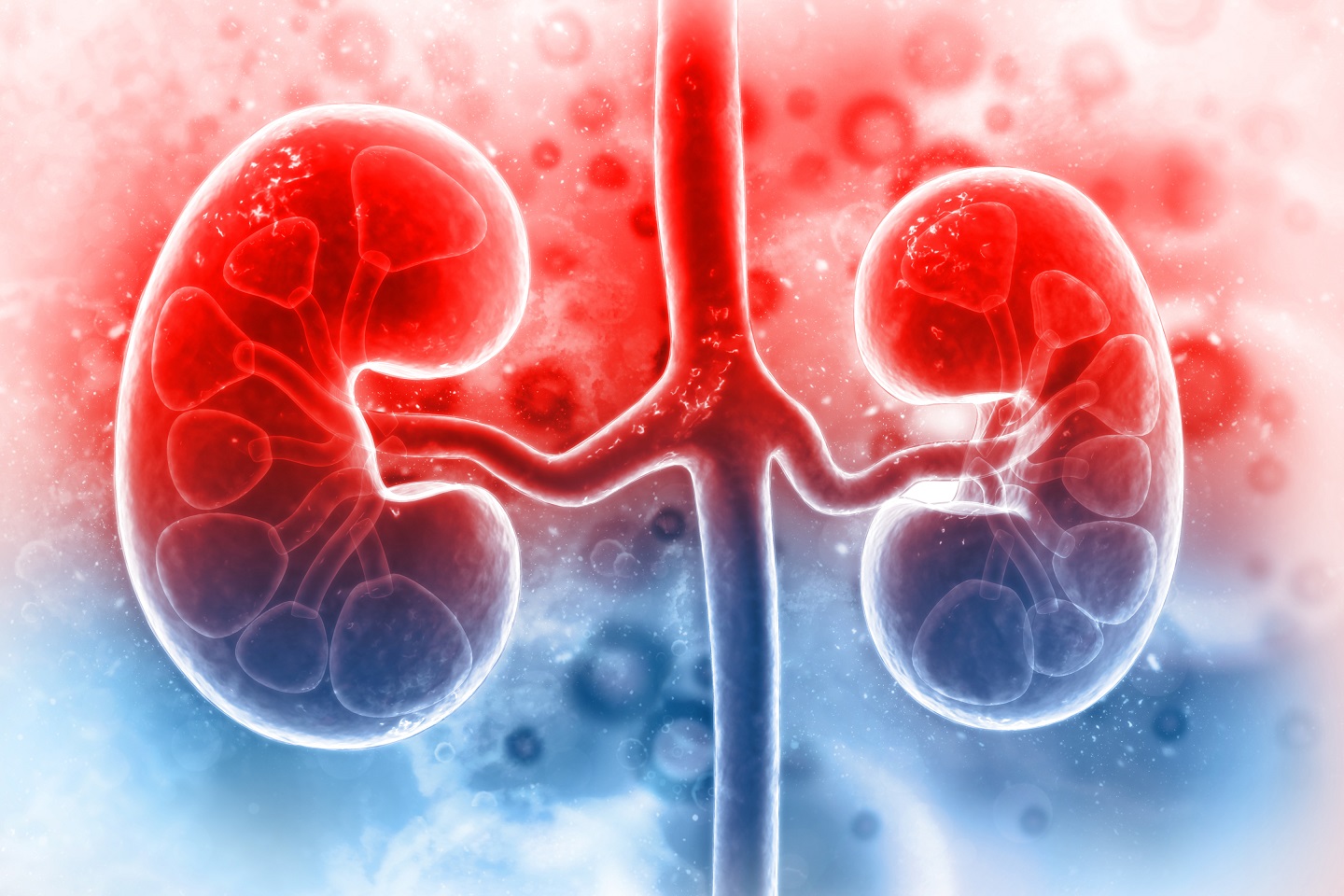 Decoding Proteinuria: Unraveling the Truth about Kidney Health